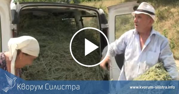 В Русе се жалят: Берачи на пелин от Силистренско ни налазиха