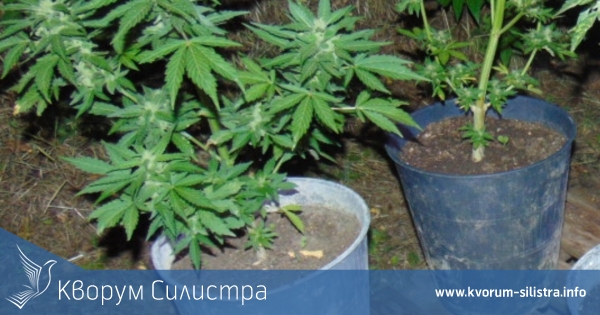 Силистренецът отглеждал 20 саксии с коноп излиза от ареста под парична гаранция