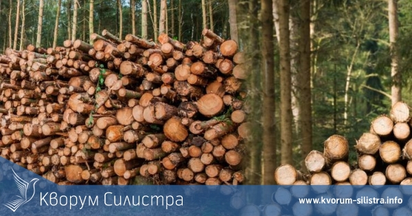 Къде са складовете за директна продажба на дървесина в Силистренско