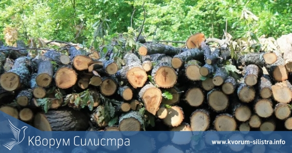 Спират износа на дърва от България