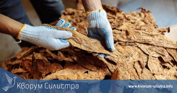 Държавен фонд "Земеделие" увеличи помощта de minimis за тютюнопроизводителите