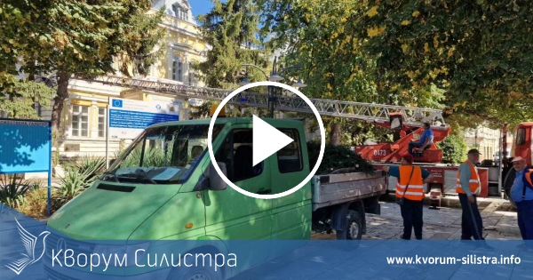 Отрязаха и окастриха ели пред Художествената галерия в Силистра