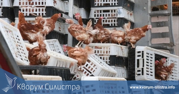 Пиян шофьор обърна камион с птици на пътя Разград - Силистра