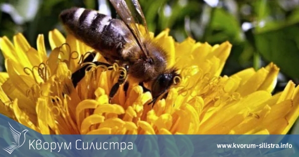 Пазете пчелите си!
