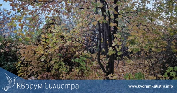 Хладна и мъглива сряда в Силистренско