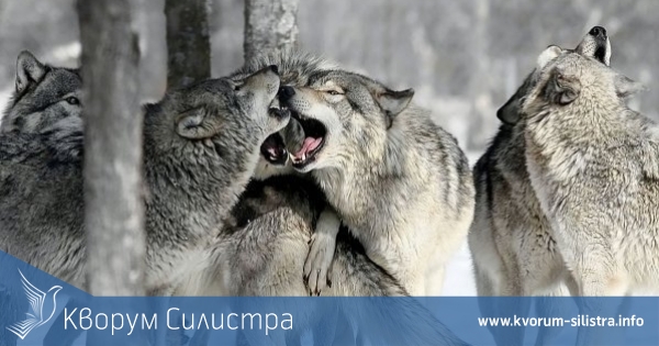 Съседите зад Дунав връщат вълците в най-старите си планини