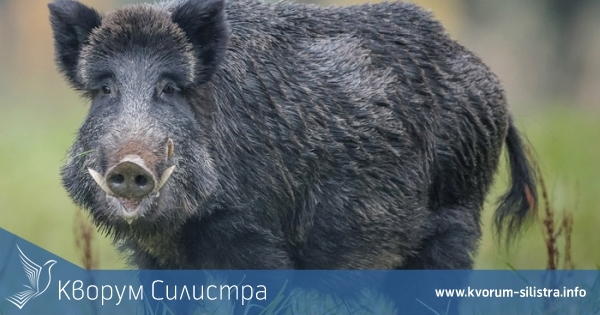 Регистрираха африканска чума в съседна на Силистра област