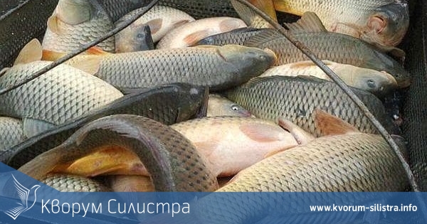 Шаранът се продава в Силистренско между 9 и 10 лева за килограм