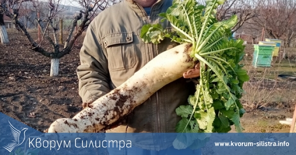 Силистренско семейство отгледа ряпа-гигант