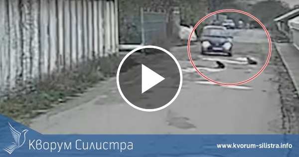 Мъж опита да прегази с кола две бездомни кучета в Русе