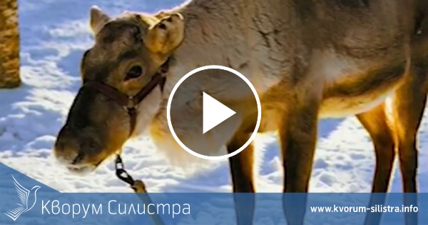 Търси се северен елен! Наградата е 1000 лева
