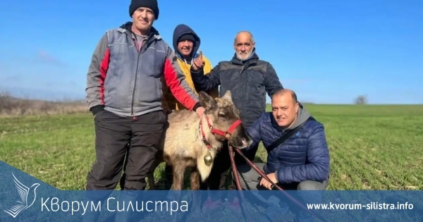 Откриха преди Коледа изчезналия северен елен