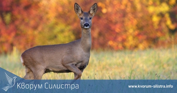 Намериха труп на сърна край дуловско село