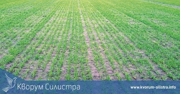 Агрометеоролозите с добри новини за силистренските земеделци