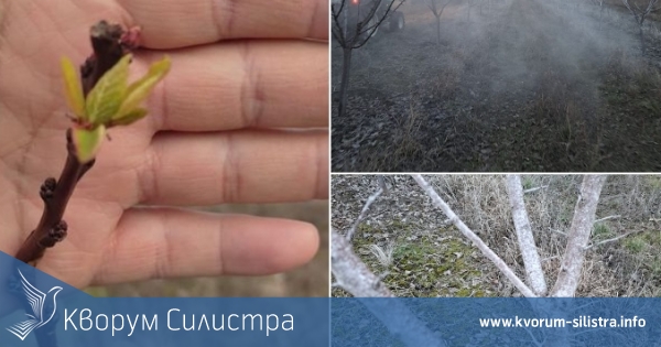 Топлото време подлъга кайсиите в Силистренско