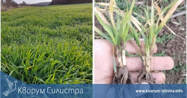 Зърнопроизводители: Не е изключено да има жътва в края на април