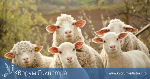 Отмъкнаха пет овце от село на границата с област Силистра