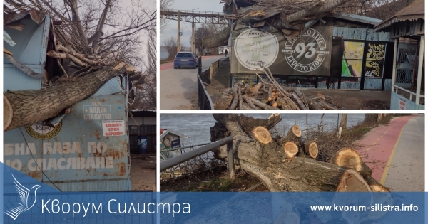 Дърво падна върху рокерски клуб в Силистра