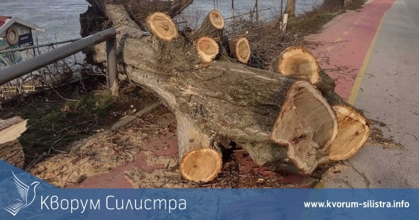 Две дърветата са нарязани и отстранени от силистренските пожарникари през вчерашния ден