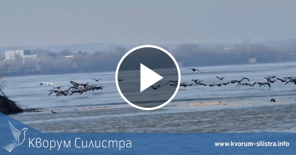 Нашествие на корморани и пеликани по Дунав край Силистра