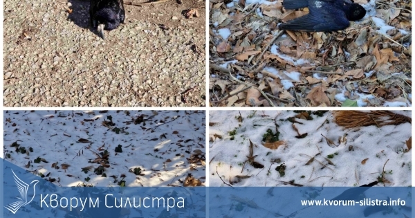 Откриха мъртви птици в Дунавската градина