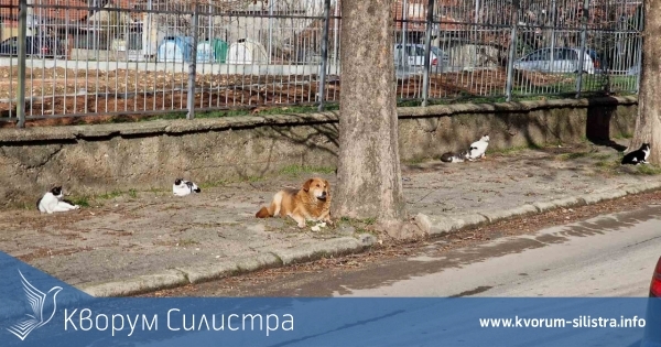 Голям скок при цените на храните за домашни любимци