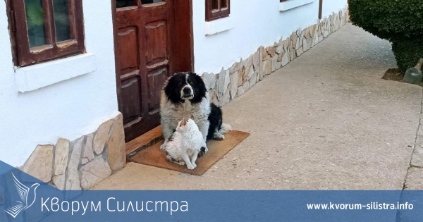 В силистренско село куче и котка са общо на 47 години