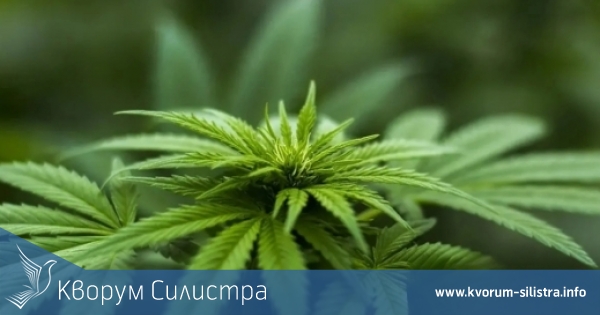 Условна за 62-годишен мъж от силистренско село, отглеждал и разпространявал марихуана във Варна