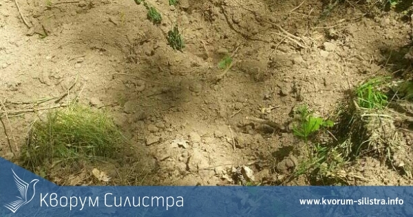 Ловец на трюфели: Колеги, тази година няма да има гъби