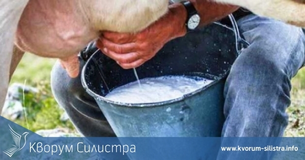 Млекопроизводители: 50 ст./л за сурово мляко е подигравка