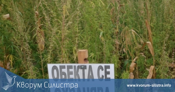 Министерство на земеделието с важна информация за отглеждащите коноп