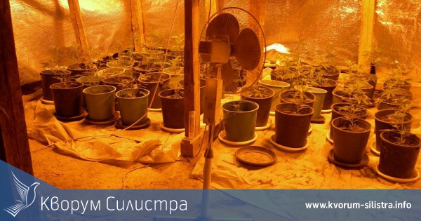 Силистренските антимафиоти разкриха домашна оранжерия за канабис в Дулово