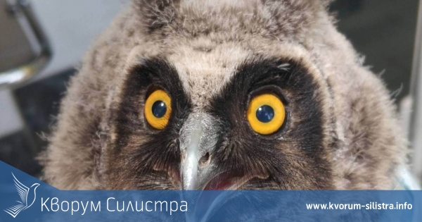 Спасиха малка сова в центъра на Силистра