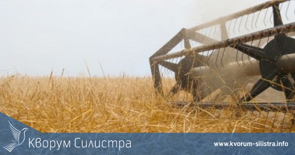 С по-нисък от прогнозирания среден добив започна жътвата на пшеницата в Силистренско, по-висок е добивът от ечемик