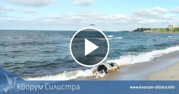 Трети труп на крава изплува на българското крайбрежие