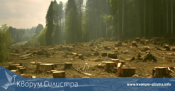 Дървопреработвателите настояват за отмяна на заповед на служебния министър