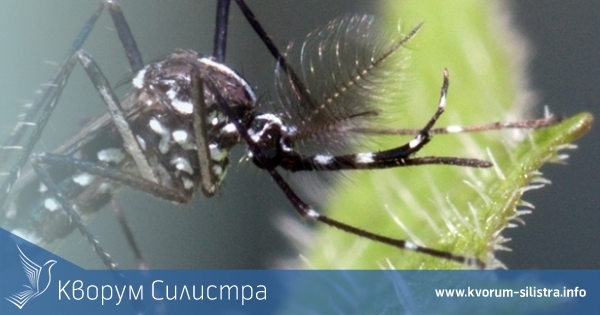 България е в списъка на страните с висока степен на опасност от комари