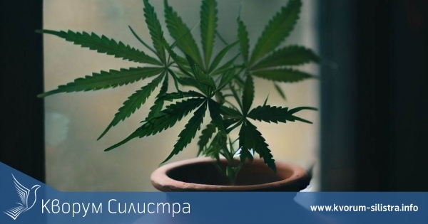 Млада силистренка продава хероин на улицата, а мъж изхвърли през прозореца канабис в саксия