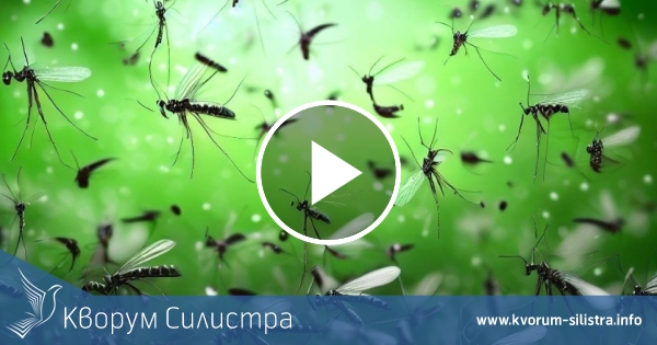 Правителството отпусна 2,5 млн. лв. за пръскане срещу комари по Дунав