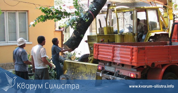 Отрязаха две липи по ул. "Добрич" в Силистра