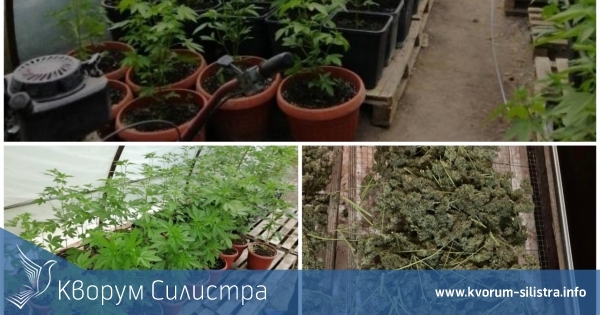 Разбиха две големи наркооранжерии до Шумен