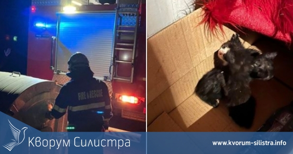Силистренските пожарникари спасиха бебе коте