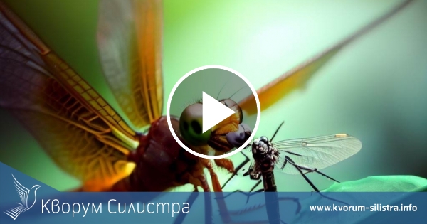 Еколог от Тутракан: Как природата ни учи да се справяме с комарите по Дунав