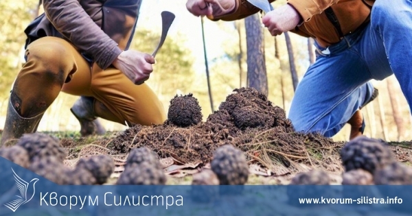 В Шуменско се биха и трошиха заради трюфели