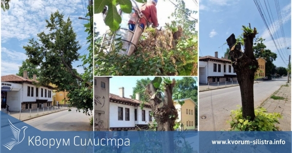 След сигнал на КВОРУМ: Община Силистра и Електроразпределение Север АД премахнаха в сътрудничество опасен клон