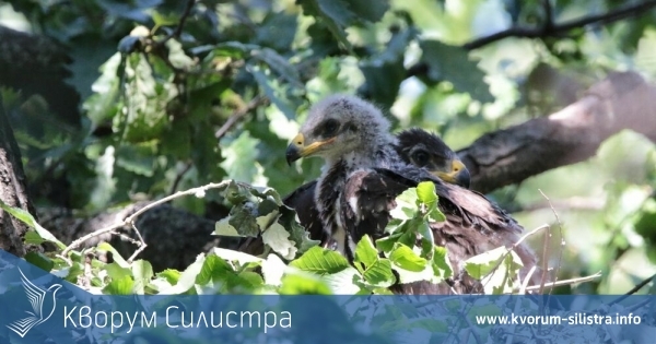 За първи път в България регистрираха гнездо на малък креслив орел, на 110 км от Силистра