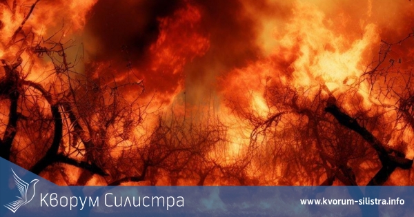 Огън изпепели 10 дка овощна градина