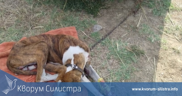 Кучето, влачено от кола със синджир, се възстановява успешно
