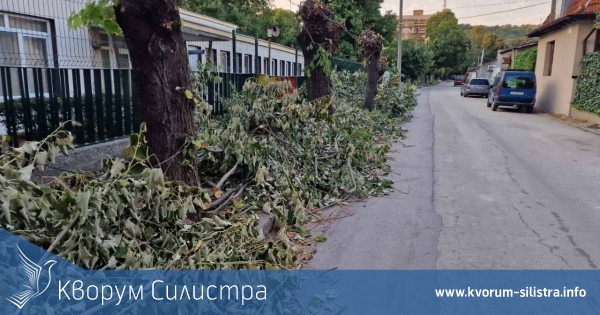 Клони на тротоара