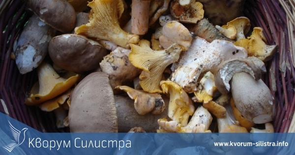Държавата подгони гъбарите и билкарите